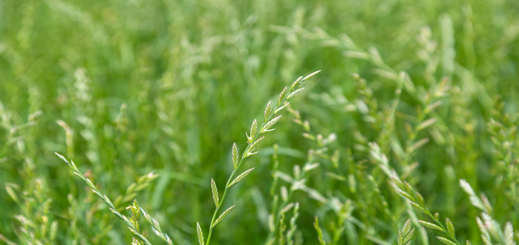 ryegrass winter weeds