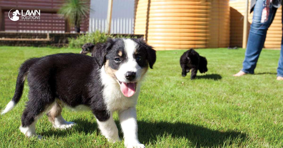 View of 5 Steps to a Pet Friendly Lawn - Lawn Solutions Australia