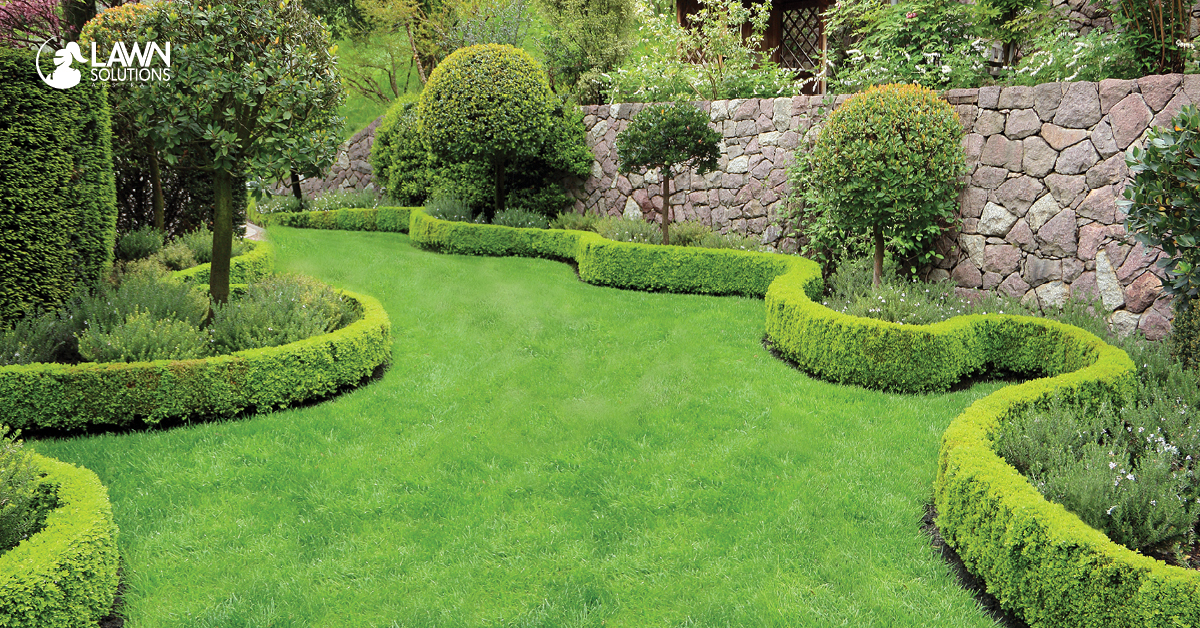 The Best Plants for Planting and Hedging Around a Lawn Lawn Solutions