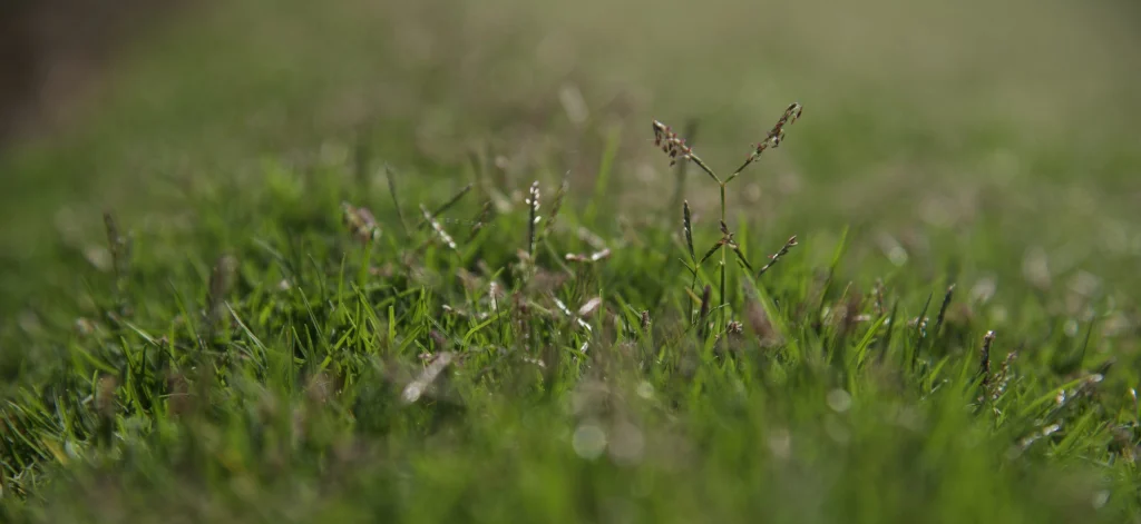 couch grass seed head