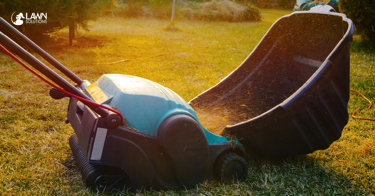 When Should I Renovate My Couch Lawn? - Lawn Solutions Australia