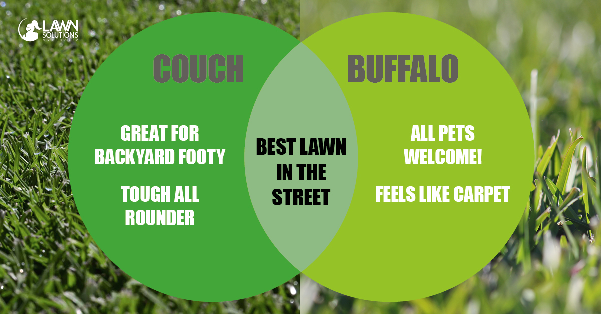 Couch and Buffalo Lawn Solutions Australia