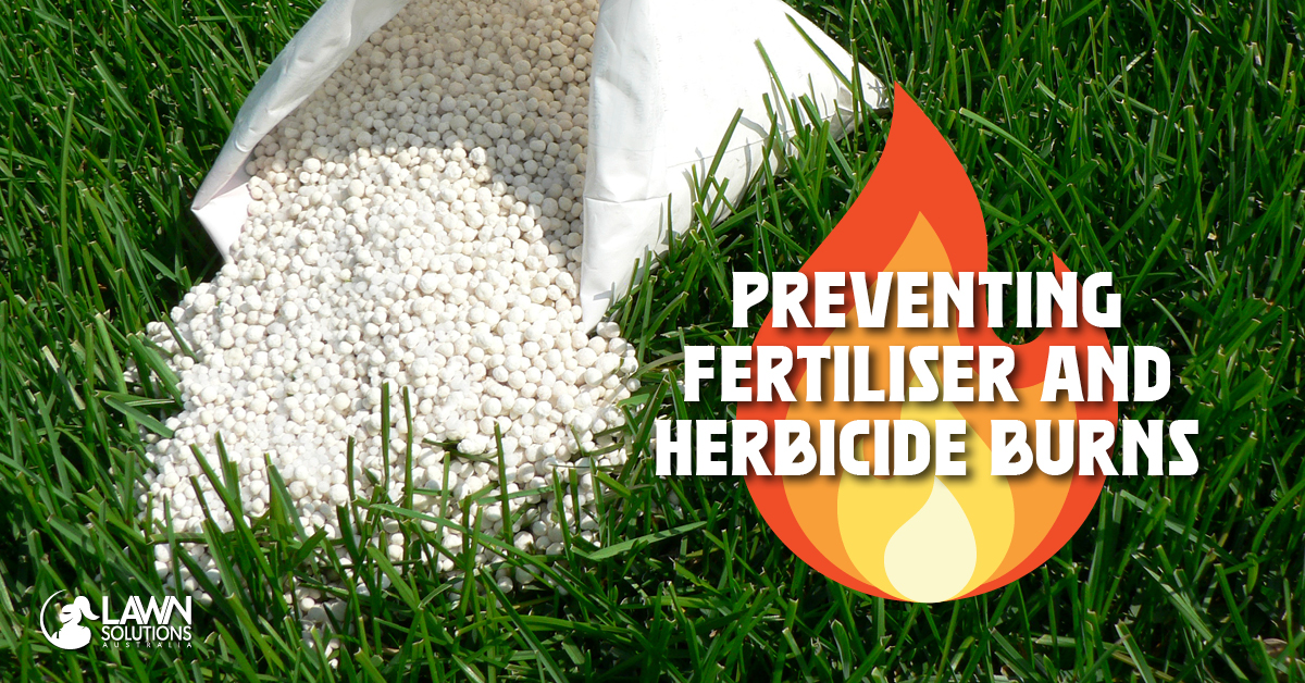Prevent Fertiliser And Herbicide Burns This Summer Lawn Solutions