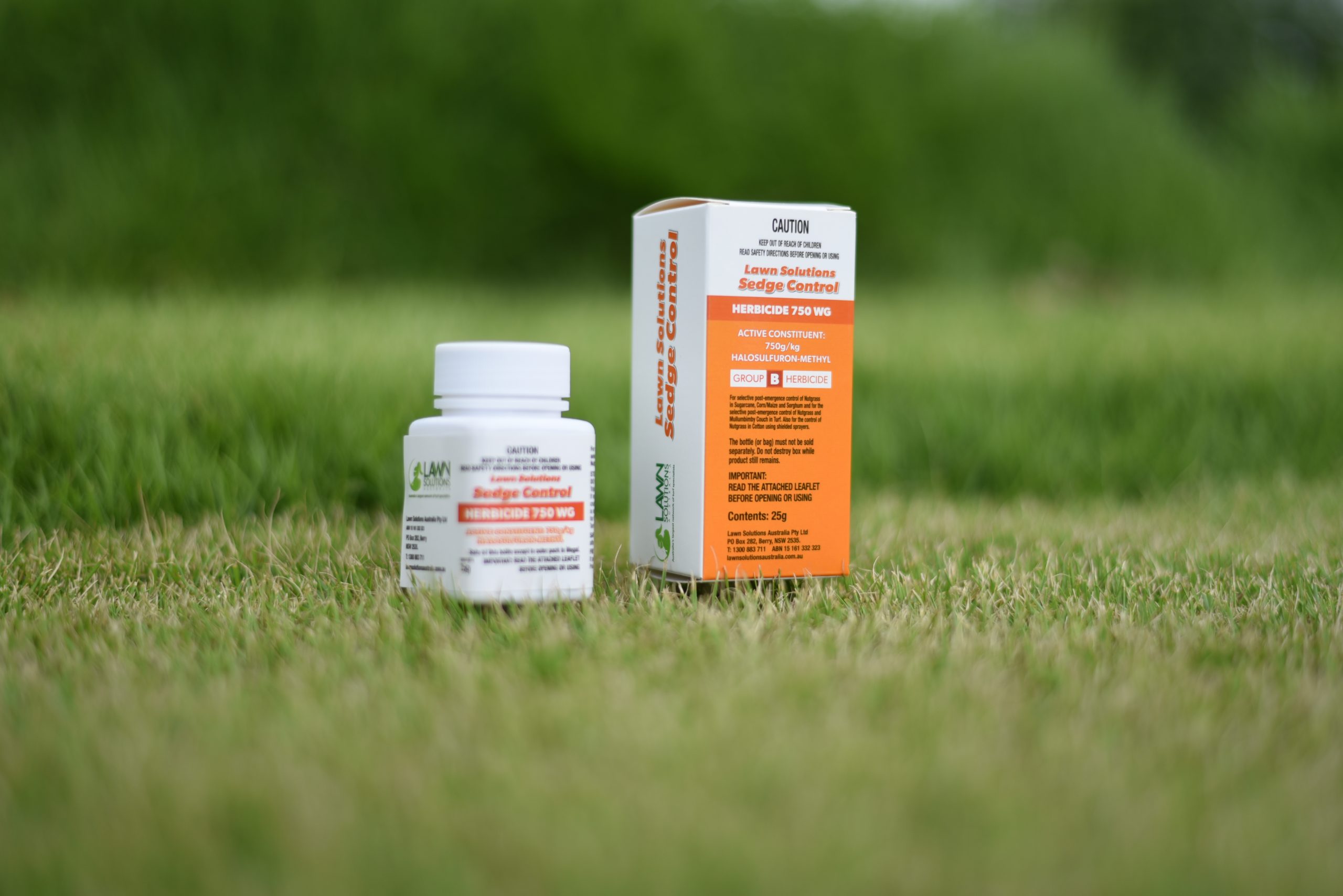 Nutgrass and Mullumbimby Couch Lawn Solutions Sedge Control Lawn Solutions Australia