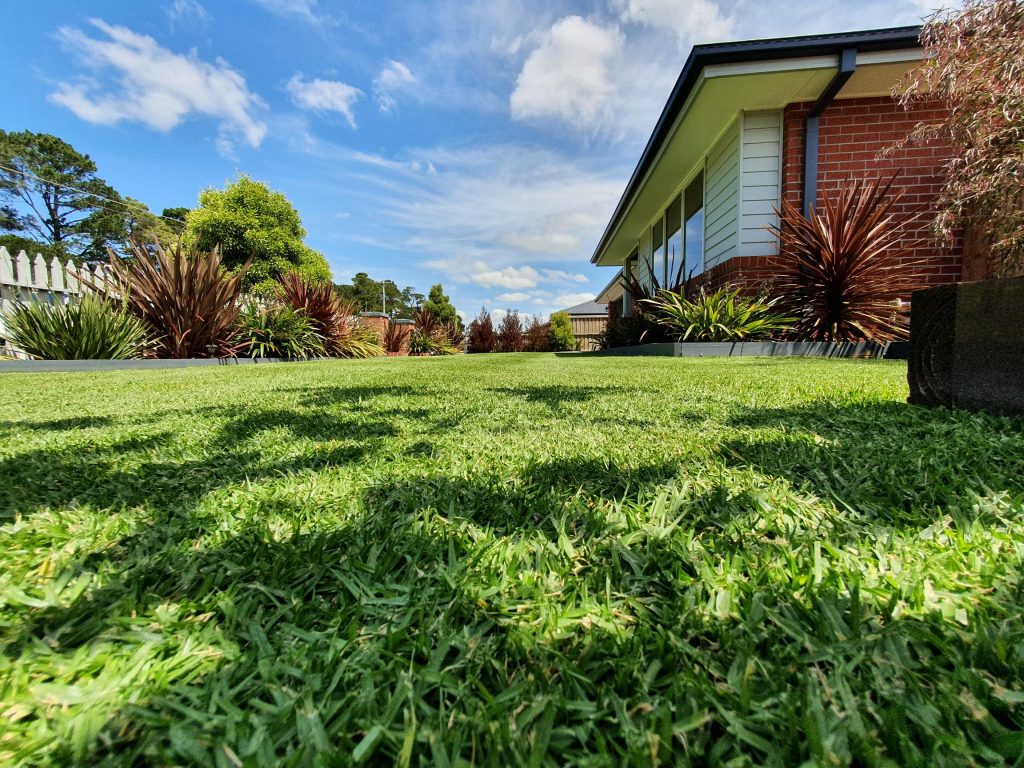 Eureka Kikuyu lawn