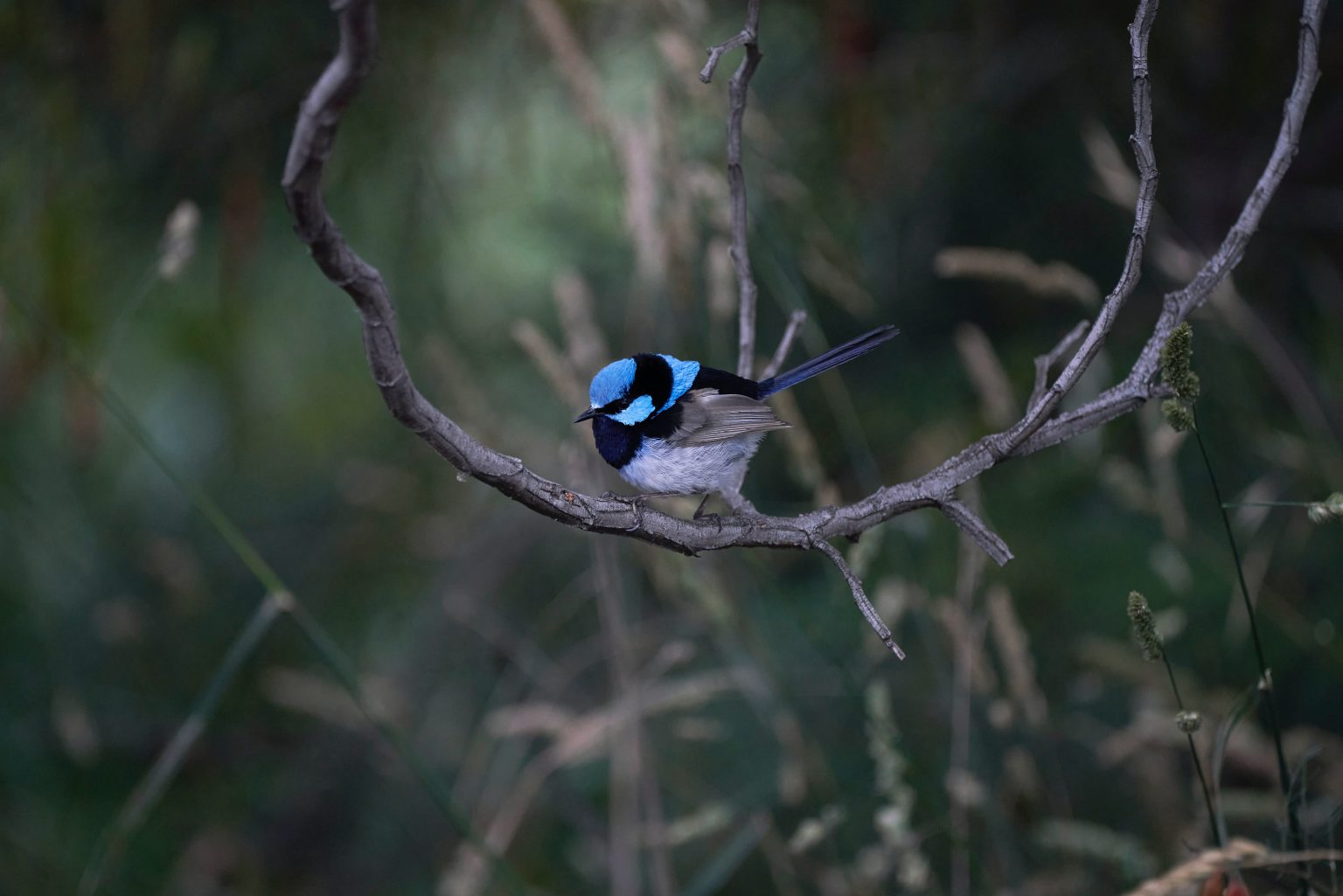 attracting-native-birds-to-your-garden-lawn-solutions-australia