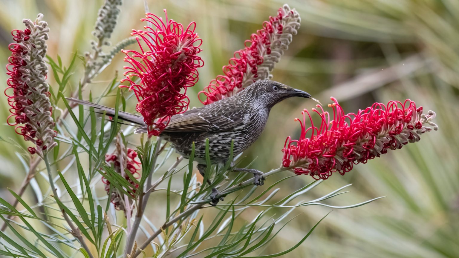 Attracting Native Birds To Your Garden - Lawn Solutions Australia