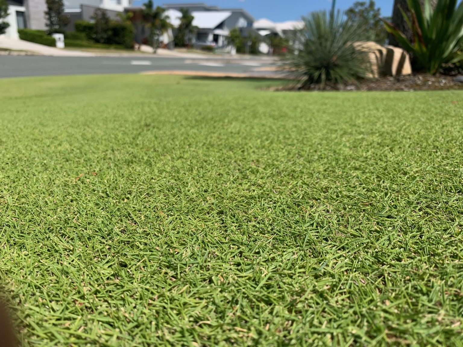 What Does Iron Do for Lawns? Lawn Solutions Australia