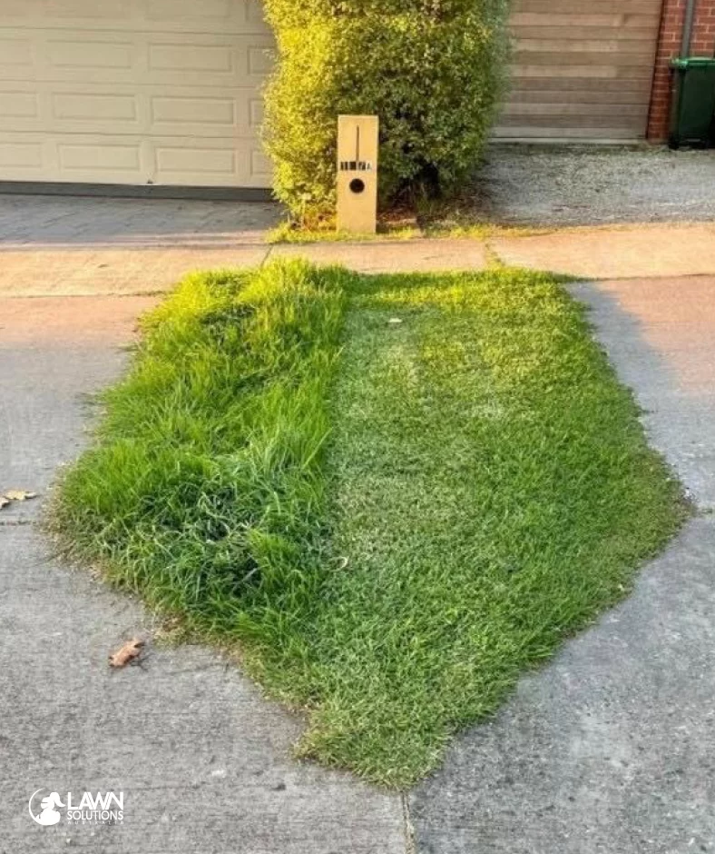 lawn domination line meme