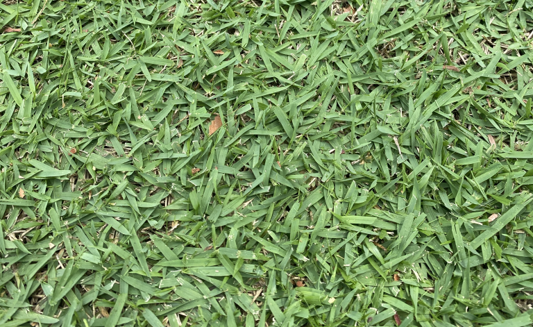 Zoysia Australis - Lawn Solutions Australia