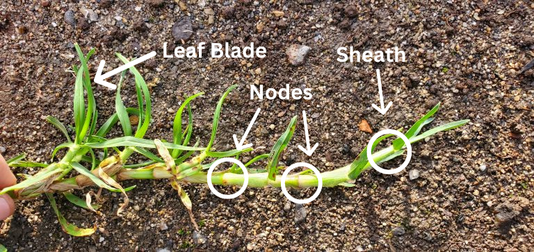 nodes sheath and leaf blade turf grass