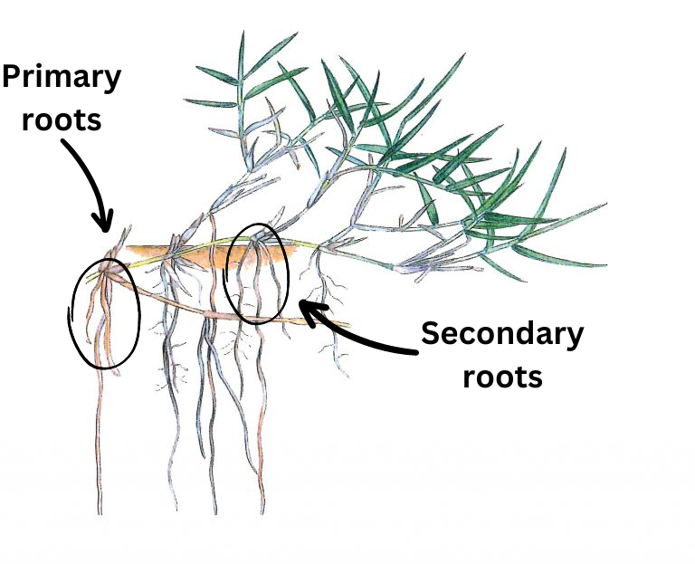 primary and secondary roots turfgrass