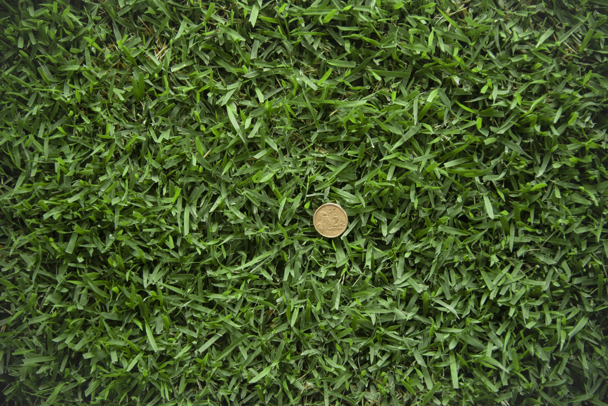 Zoysia Australis Lawn Solutions Australia