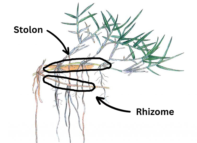 Stolon and rhizome