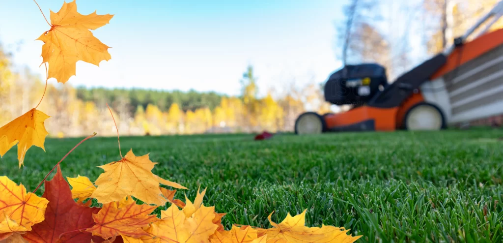 autumn lawn