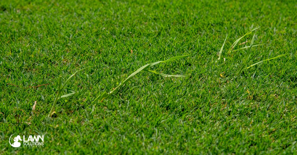 Invasive grasses