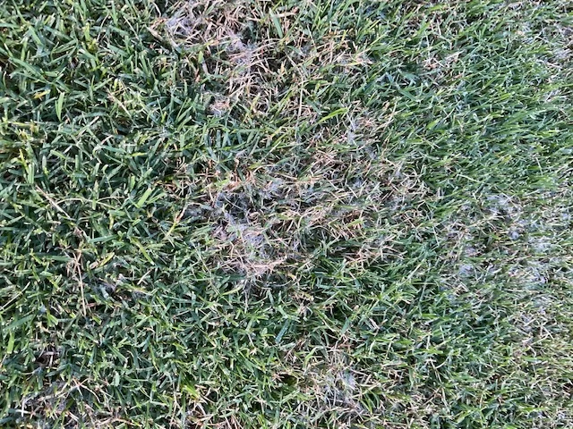 Dollar Spot