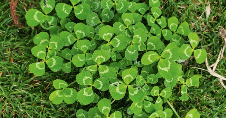 clover