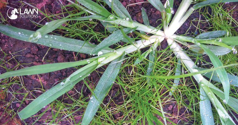 crabgrass crowsfoot