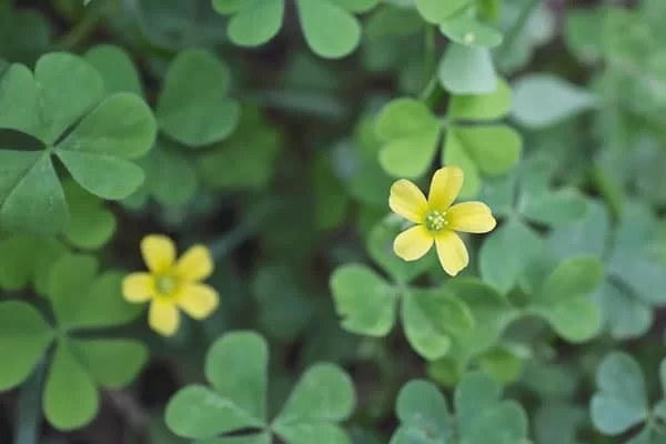 creeping oxalis