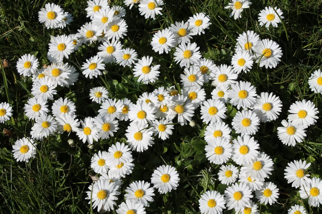 common daisy