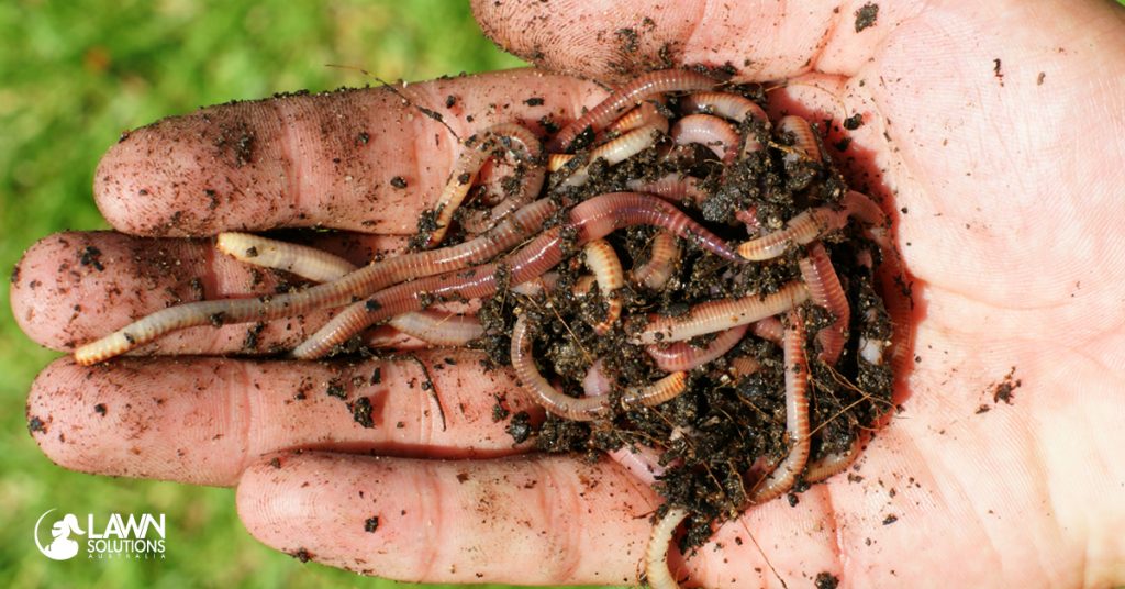 earthworms