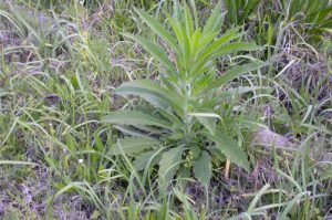 fleabane