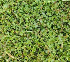 khaki weed