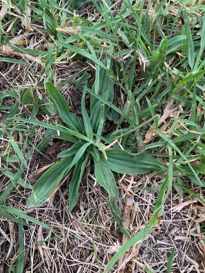 lambs tongue