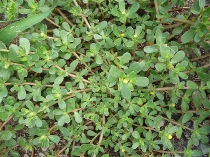 purslane