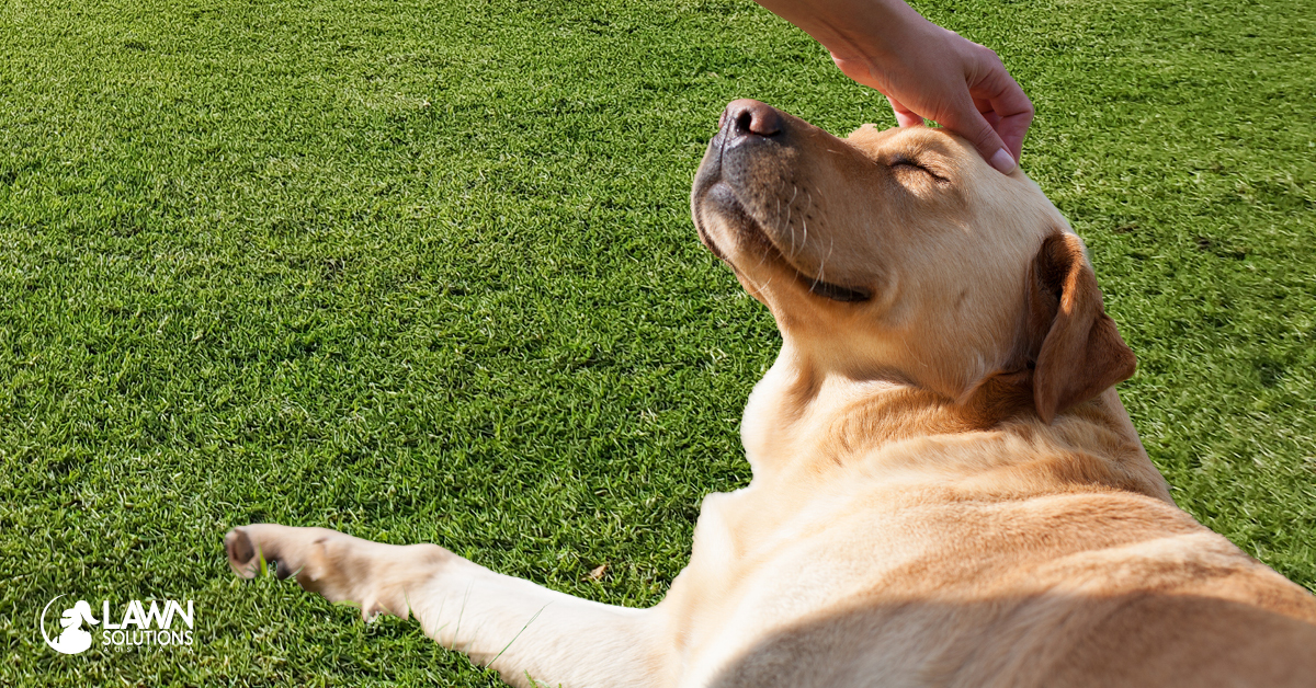 Outdoor Grass For Dogs at Andrea Hernandez blog