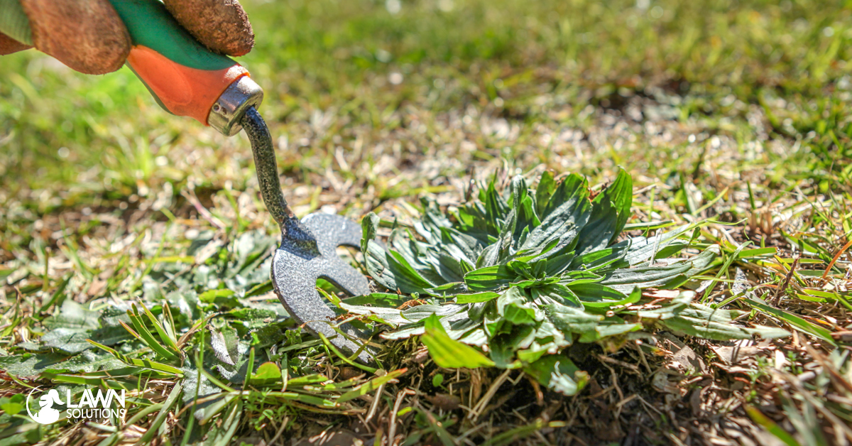 Treating Common Broadleaf Weeds Lawn Solutions Australia