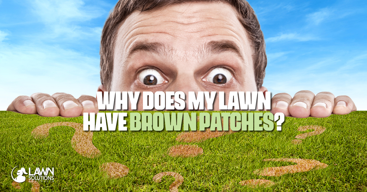 Why Does My Lawn Have Brown Patches? Lawn Solutions Australia
