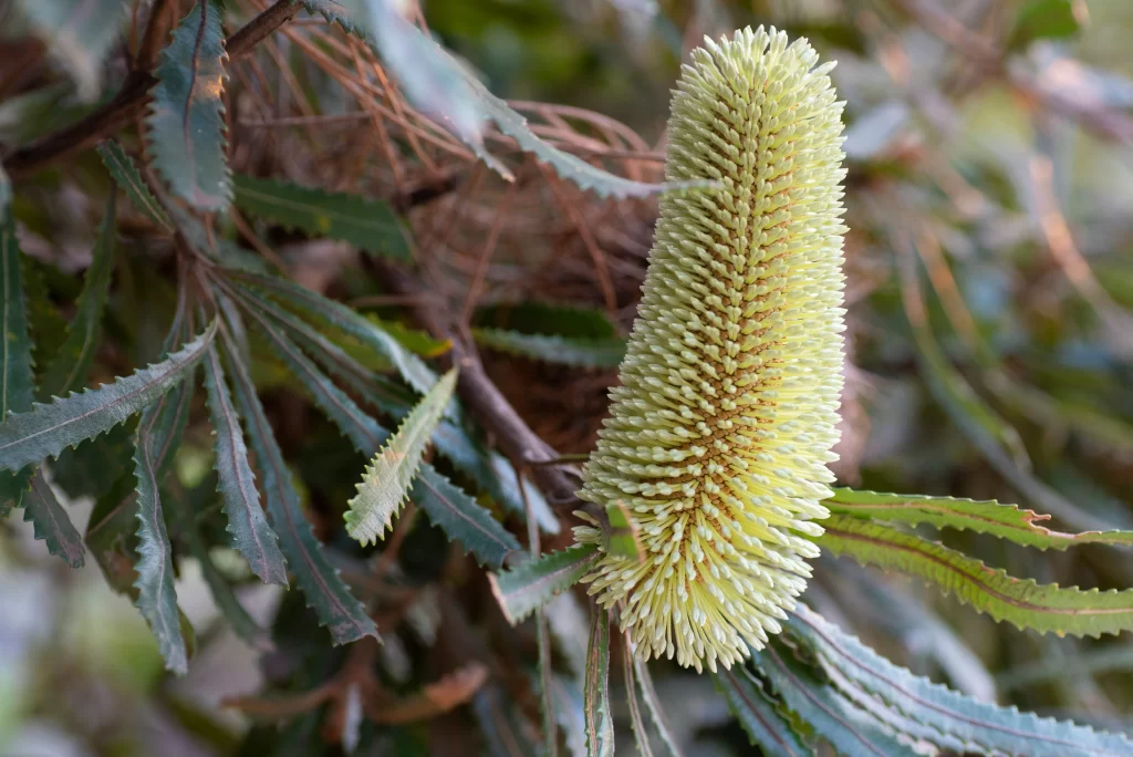 banksia native plant