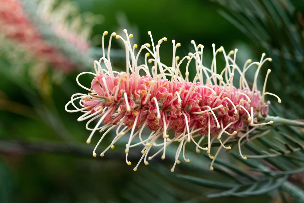 Grevillea native plant