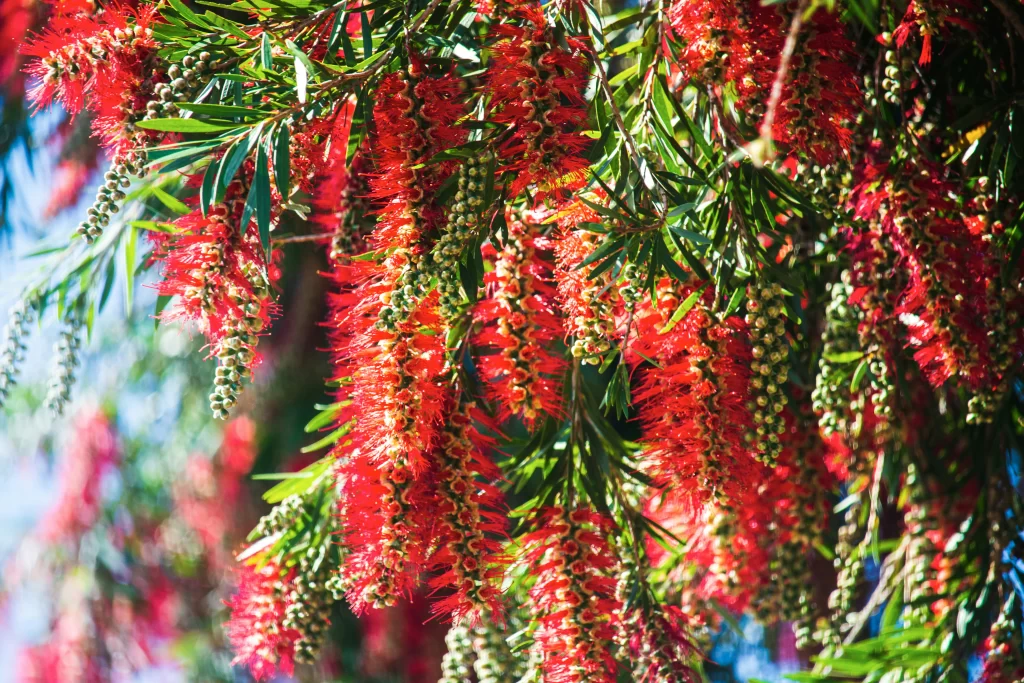 bottle brush native plant