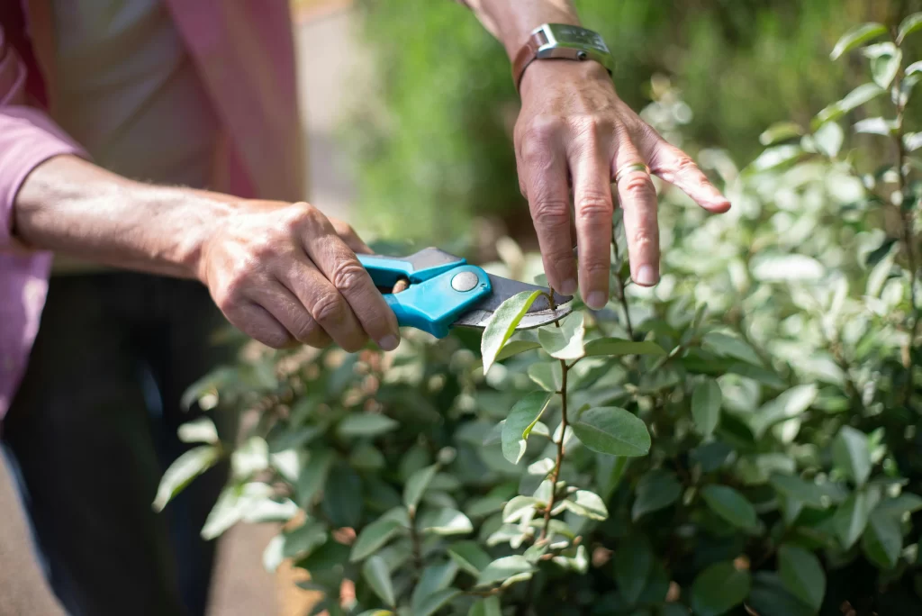 pruning plant