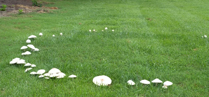 fairy ring