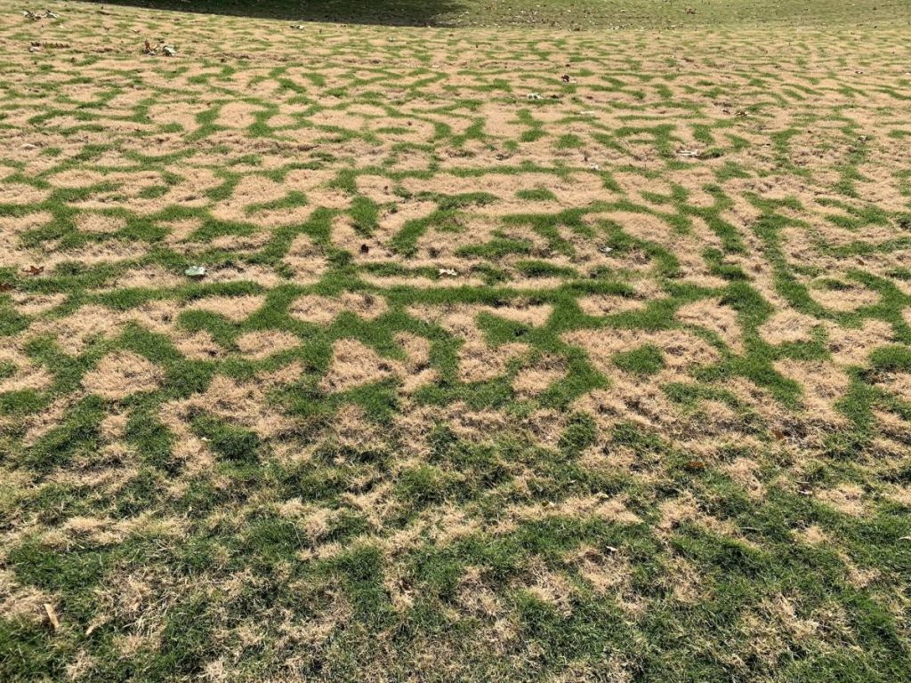 Leopard Print Frost Damage