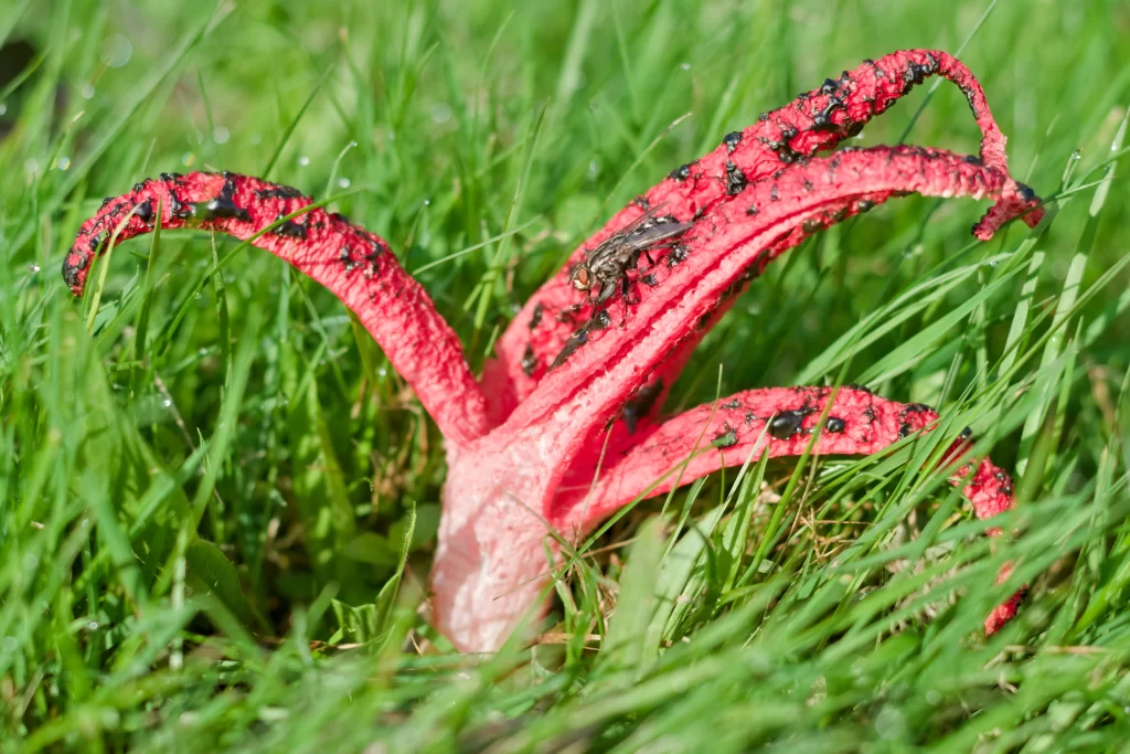 stinkhorn fungus