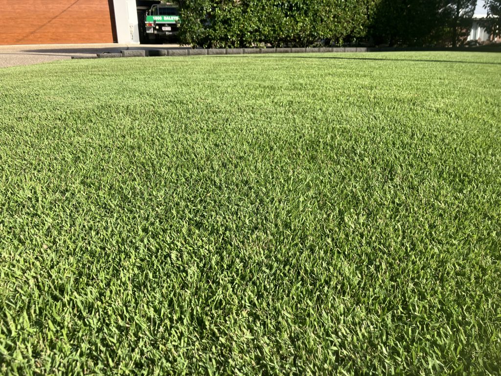 Zoysia Australis Oakwood Street