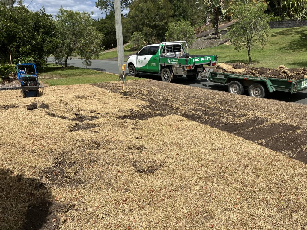 Zoysia Australis Oakwood Street