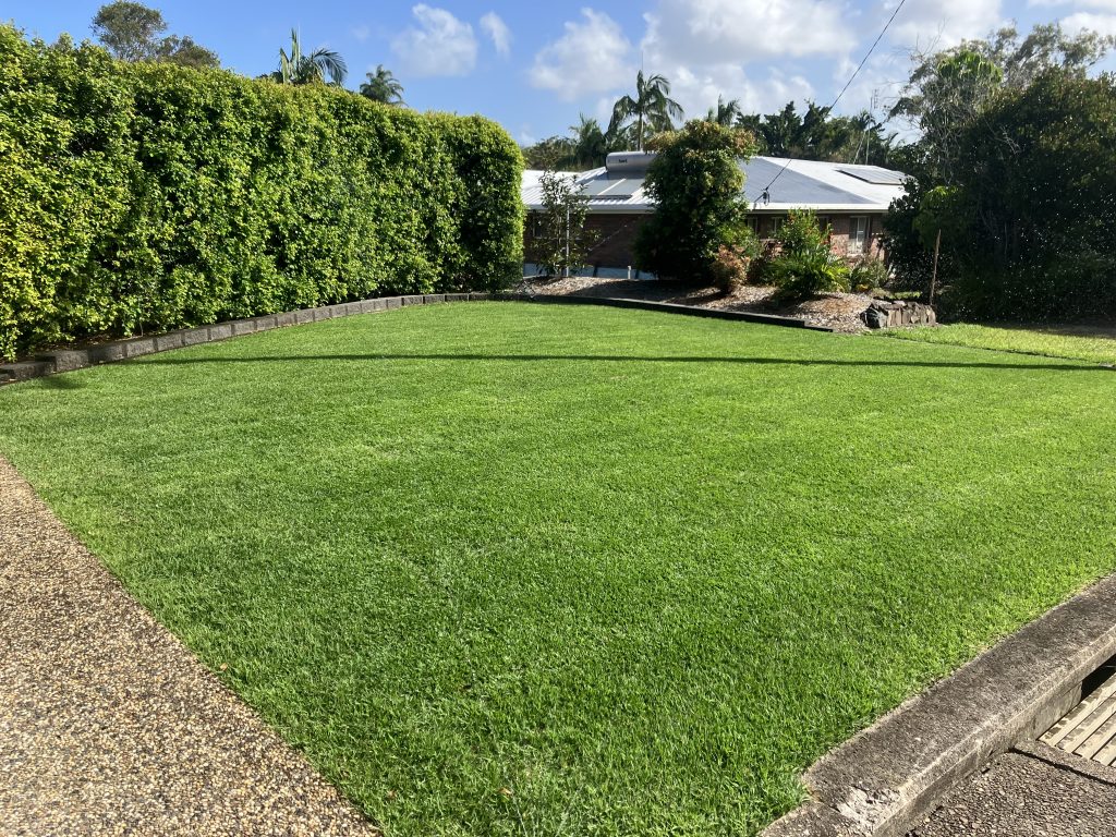 Zoysia Australis Oakwood Street