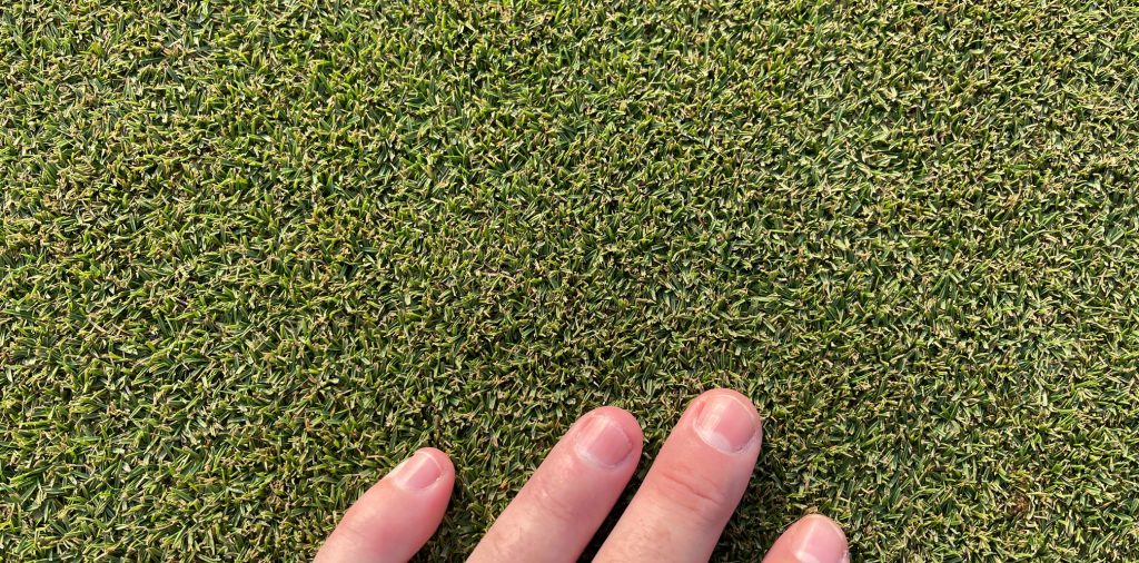 primo zoysia