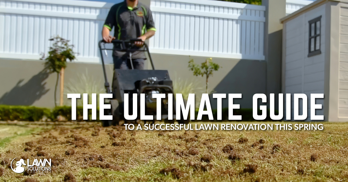 Ultimate Guide to a Successful Lawn Renovation Lawn Solutions Australia
