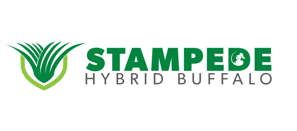 stampede hybrid buffalo grass