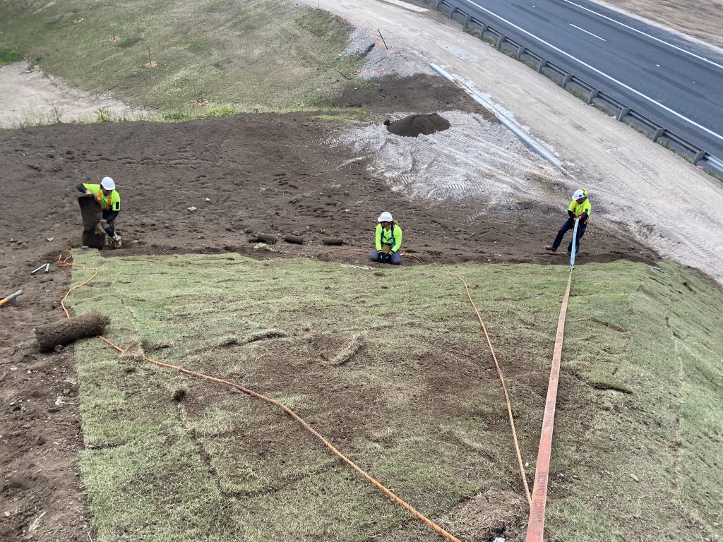 sir grange zoysia at menangle park