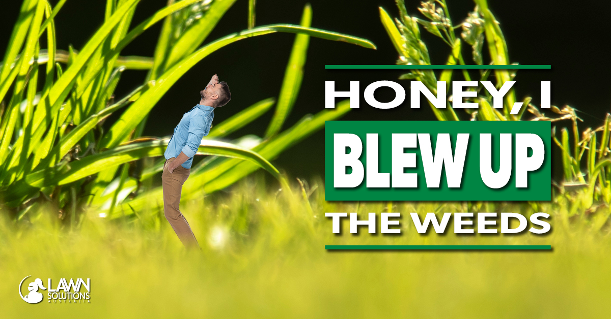 When Should I Apply A Pre Emergent Herbicide Lawn Solutions Australia