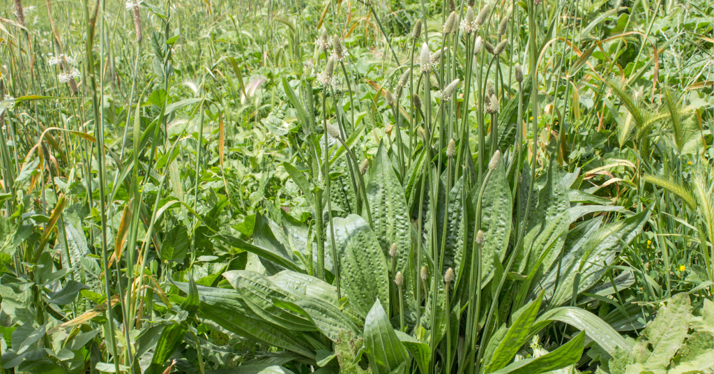 lambs tongue